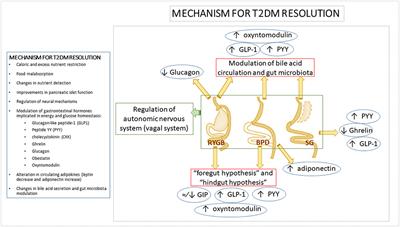 Metabolic and Endocrine Consequences of Bariatric Surgery